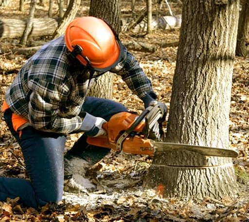 Tree Removal in Alvin, IL